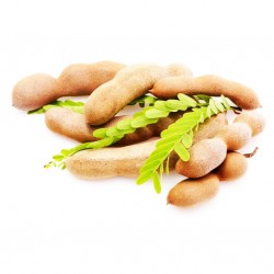 Tamarind - Τάμαριντ - Ταμάρινδος 6 σπόροι (Tamarindus indica) 