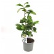 Camellia Sinensis  (Tea plant)