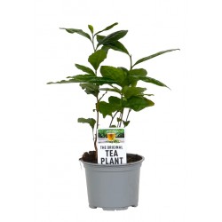 Camellia Sinensis  (Tea plant)