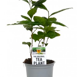 Camellia Sinensis  (Tea plant)