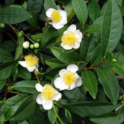 Τεϊόδεντρο (Camellia sinensis) / Theeplant - 10 σπόροι