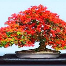 Δέντρο της Φωτιάς (Delonix Regia) Μπονσαι 10 Σπόροι