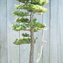 Μπονσάι Σεκόγια (Sequoia Sempervirens) - 25 σπόροι