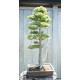 Δέντρο Γίγαντας Σεκόγια (Sequoiadendron giganteum) μπονσάι - 10 σπόροι