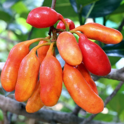 Θηλές Βουβάλου "Uvaria rufa" - 5 σπόροι Θηλές Βουβάλου "Uvaria rufa" - 5 σπόροι