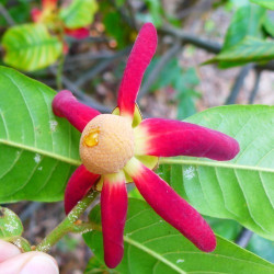 Θηλές Βουβάλου "Uvaria rufa" - 5 σπόροι Θηλές Βουβάλου "Uvaria rufa" - 5 σπόροι