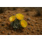 Κάκτος "Titanopsis Calcarea" - 50 σπόροι