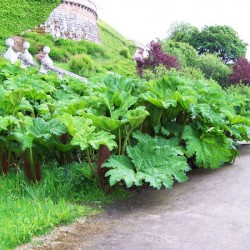 Το Φυτό των Δεινοσαύρων "Mammutblatt" - 10 σπόροι
