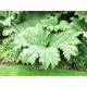 Το Φυτό των Δεινοσαύρων (Gunnera manicata) 20 σπόροι Το Φυτό των Δεινοσαύρων (Gunnera manicata) 20 σπόροι