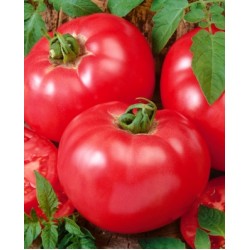 Ντομάτα Favorit - 0.75g σπόροι