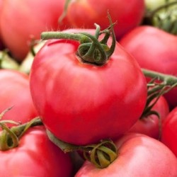 Ντομάτα "Raspberry Rodeo" 0.2g σπόροι