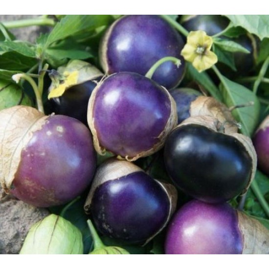Τοματίλο Μωβ Ντοματα/Φυσαλίδα (Physalis ixocarpa) 20 Σπόροι Τοματίλο Μωβ Ντοματα/Φυσαλίδα (Physalis ixocarpa) 20 Σπόροι