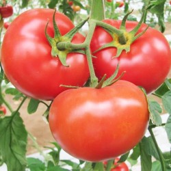 Ντομάτα Marglobe - 10 Σπόροι