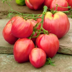 Ντομάτα Pink Oxheart - σπόροι 0,1g