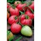 Ντομάτα Pink Oxheart W.Leguto σπόροι 0,1g
