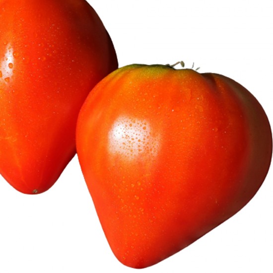 Ντομάτα σε σχήμα καρδιάς (lycopersicon esculentum) 0,3γρ. Σπόροι