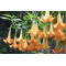 Σάλπιγγα των αγγέλων (Brugmansia) Πορτοκαλί άνθος - 20 σπόροι