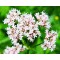 Βαλεριάνα (Valeriana Officinalis) 40 Σπόροι Βαλεριάνας