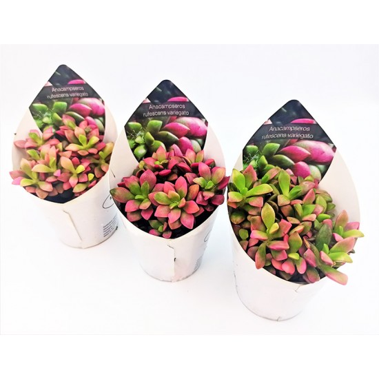 Κάκτος / Παχύφυτο Variegata -15εκ Κάκτος / Παχύφυτο Variegata -15εκ