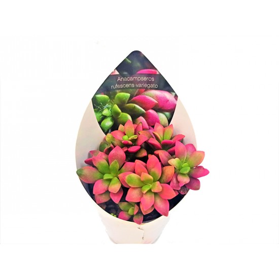 Κάκτος / Παχύφυτο Variegata -15εκ Κάκτος / Παχύφυτο Variegata -15εκ