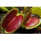 Διωναία (Dionaea Muscipula) 10 Σπόροι Μυγοπαγίδα Venus Flytrap Διωναία (Dionaea Muscipula) 10 Σπόροι Μυγοπαγίδα Venus Flytrap