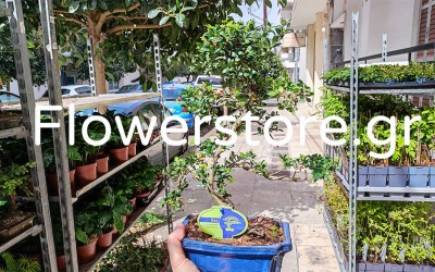 (Video) Flowerstore.gr - Το #1 Κατάστημα Πώλησης Φυτών και Σπόρων