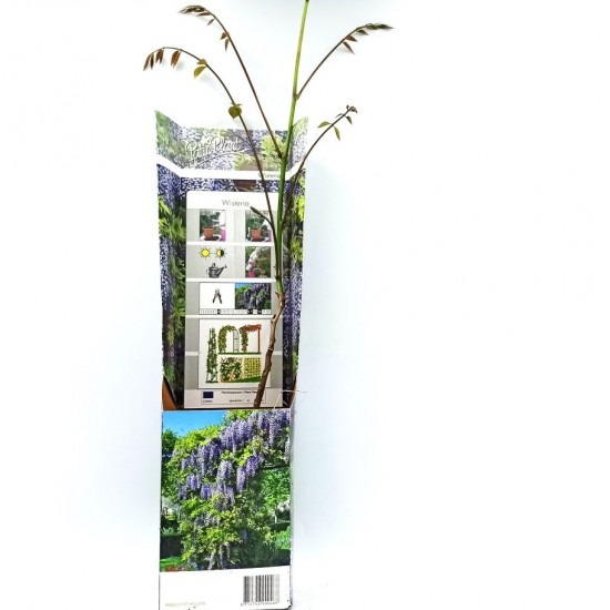 Βιστέρια (wisteris sinensis) Έτοιμο Φυτό. Ένα από τα ομορφότερα φυτά στον Κόσμο 30εκ.