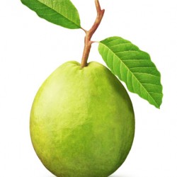 Γκουάβα (Psidium Guajava) 15 Σπόροι