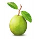 Γκουάβα (Psidium Guajava) 15 Σπόροι Γκουάβα (Psidium Guajava) 15 Σπόροι