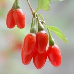 Γκότζι Μπέρι, Goji berry, wolfberry, 30 Σπόροι