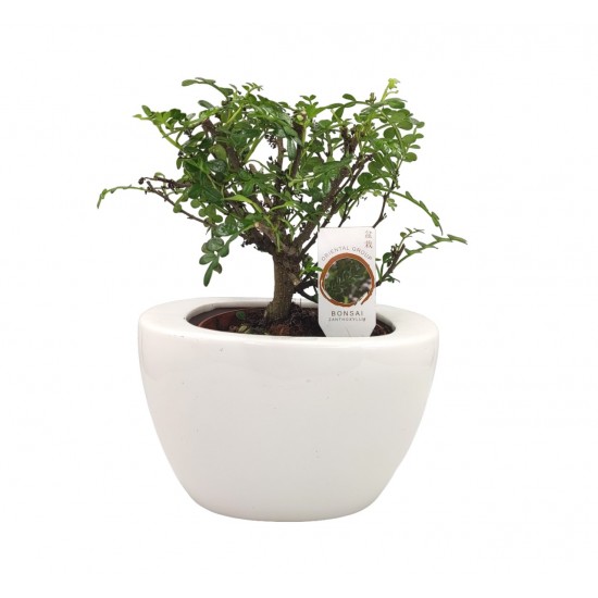 Σύνθεση bonsai Zanthoxylum με λευκό  κασπώ Φ19x28 εκ Ύψος!