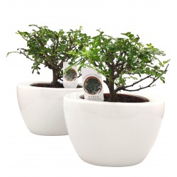 Σύνθεση bonsai Zanthoxylum με κασπώ λευκό Φ19x28 εκ Ύψος!