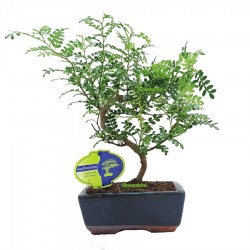Μπονσάι Δεντράκι Zanthoxylum 