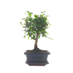 Αυθεντικό Μπονσάι Zelkova Parvifolia Baby