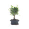 Αυθεντικό Μπονσάι Zelkova Parvifolia Baby