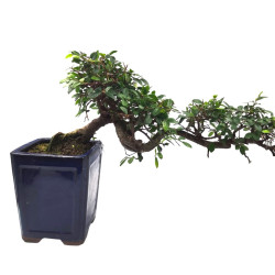 Αυθεντικό Μπονσάι Zelkova Parvifolia Cascade