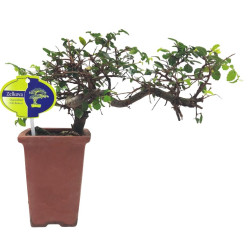 Αυθεντικό Μπονσάι Zelkova Parvifolia Cascade