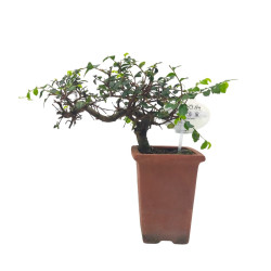 Αυθεντικό Μπονσάι Zelkova Parvifolia Cascade