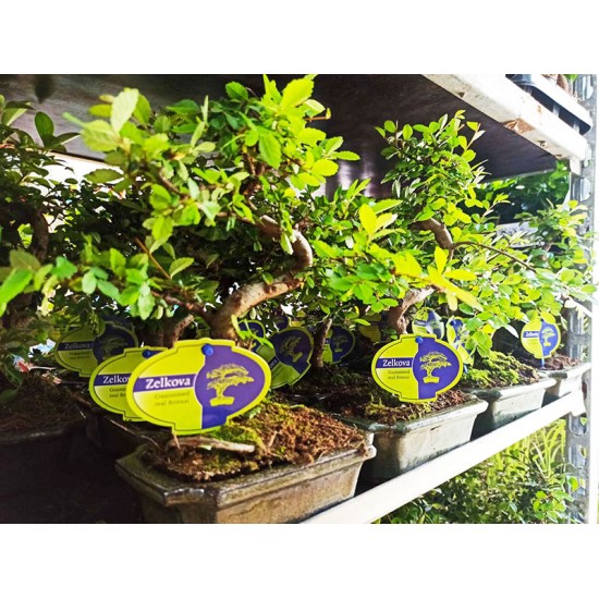 Αυθεντικό Μπονσαι Zelkova 30 εκ. Αυθεντικό Μπονσαι Zelkova 30 εκ.