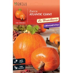 Κολοκύθα Μεγάλη Atlantic Giant 5γρ. Σπόροι