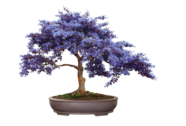 Γιακαραντα / Jacaranda bonsai σποροι