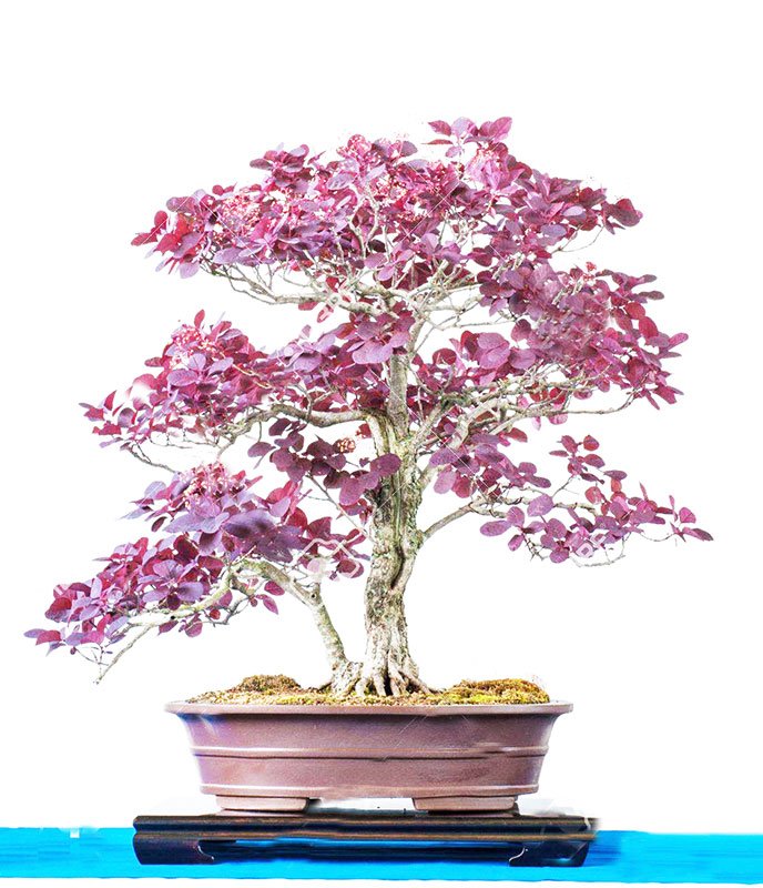 what is a bonsai