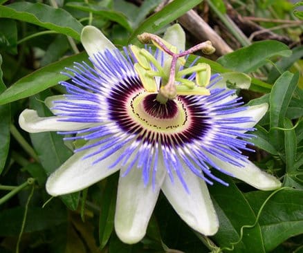 Πασιφλόρα Blue Passion: Καλλιέργεια από Σπόρο – Οδηγίες Σποράς & Βλάστησης