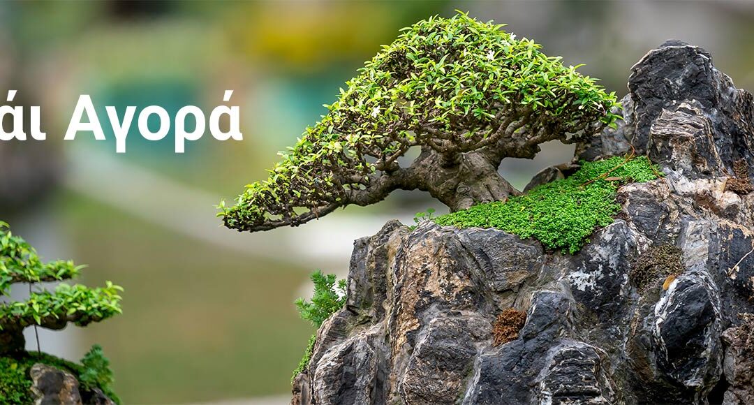 Bonsai Αγορά