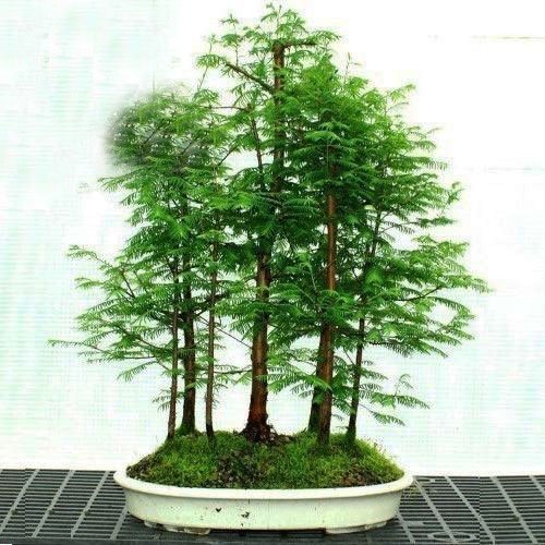 Μετασεκόγια – Dawn Redwood: Καλλιέργεια από Σπόρο – Οδηγίες Σποράς & Βλάστησης