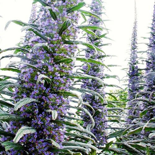 Έχιουμ (Echium): Καλλιέργεια από Σπόρο – Οδηγίες Σποράς & Βλάστησης