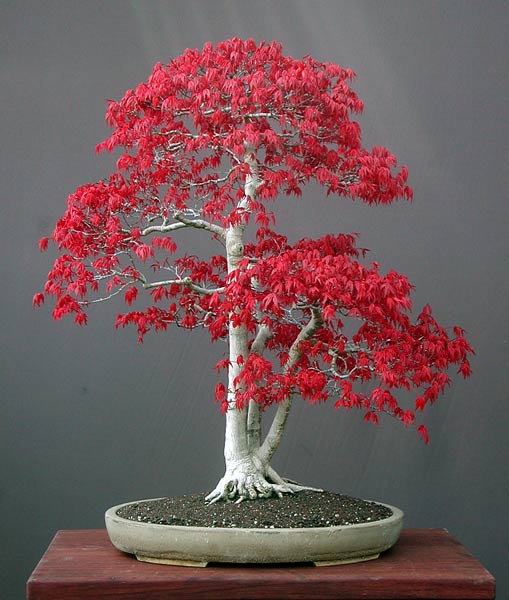 Κόκκινο Ιαπωνικό Σφενδάμι (Acer palmatum): Καλλιέργεια από Σπόρο – Οδηγίες Σποράς & Βλάστησης