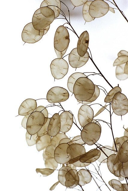 Γυαλάκι (Lunaria): Καλλιέργεια από Σπόρο – Οδηγίες Σποράς & Βλάστησης