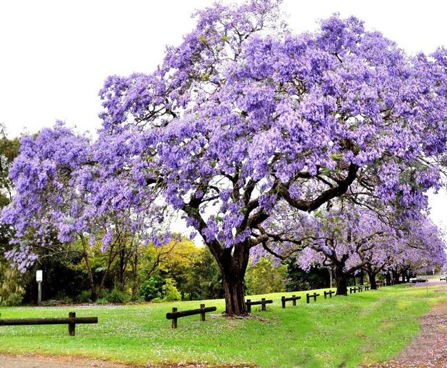 Παυλώνια (Princess Tree): Καλλιέργεια από Σπόρο – Οδηγίες Σποράς & Βλάστησης
