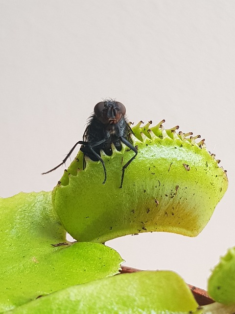 σαρκοφάγα φυτά διωναία, dionaea